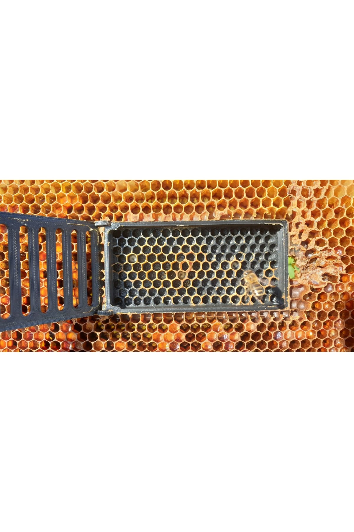 Premium Ana Arı İzolatör Kafesi - Oğul Önleme ve Varroa Mücadelesi İçin